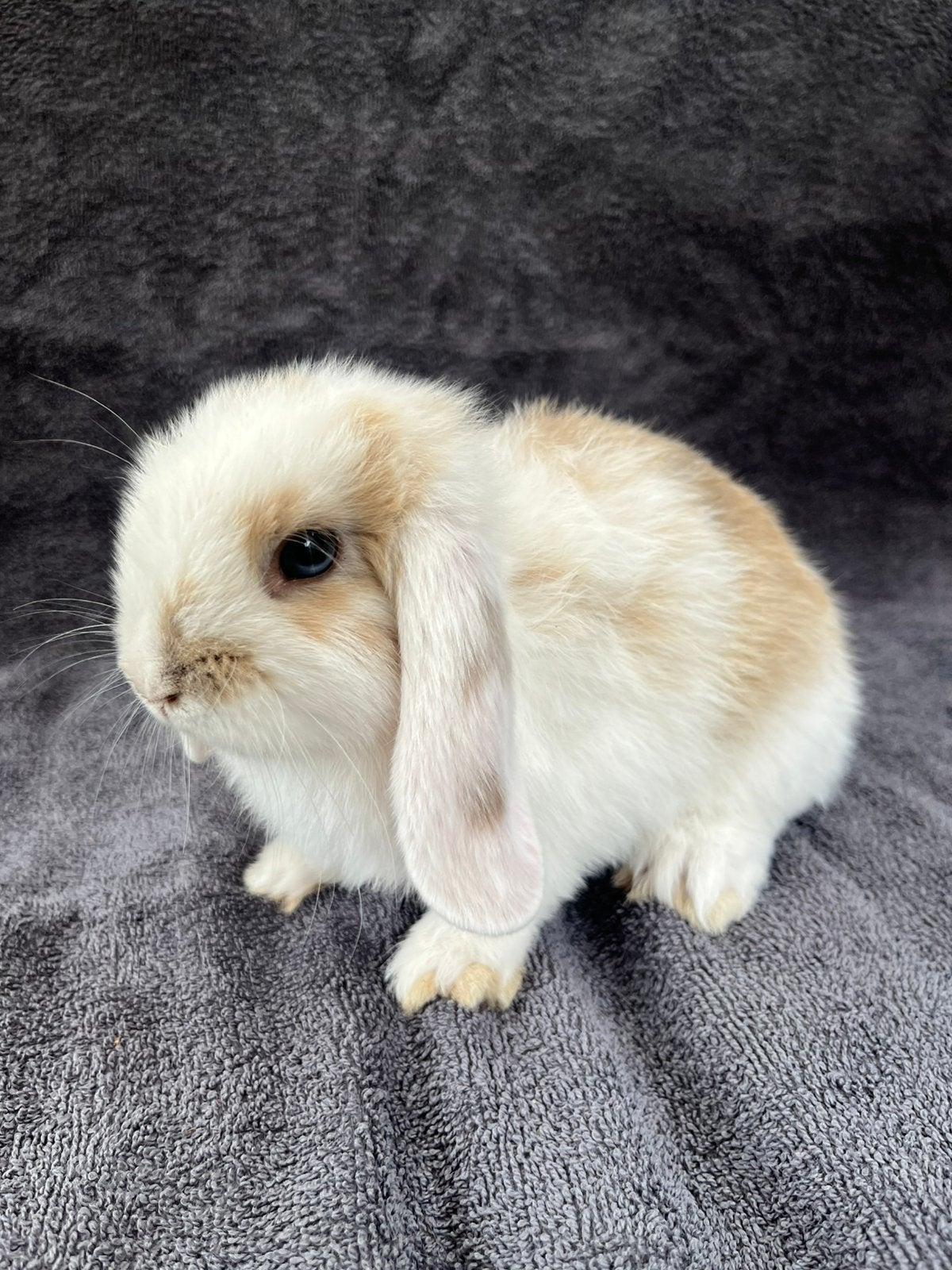 Gratis twee Nederlandse Hangoortjes, Plusieurs animaux, Taille moyenne, Oreilles tombantes, 0 à 2 ans