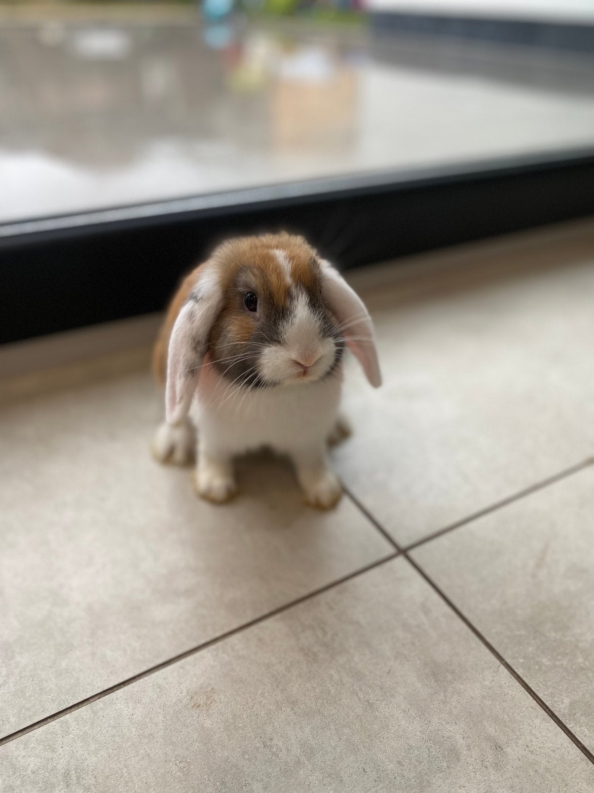 Nederlands Hangoor — ram, Oreilles tombantes