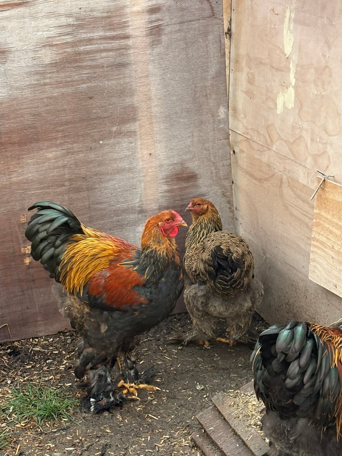 Brahma kippen, Dieren en Toebehoren