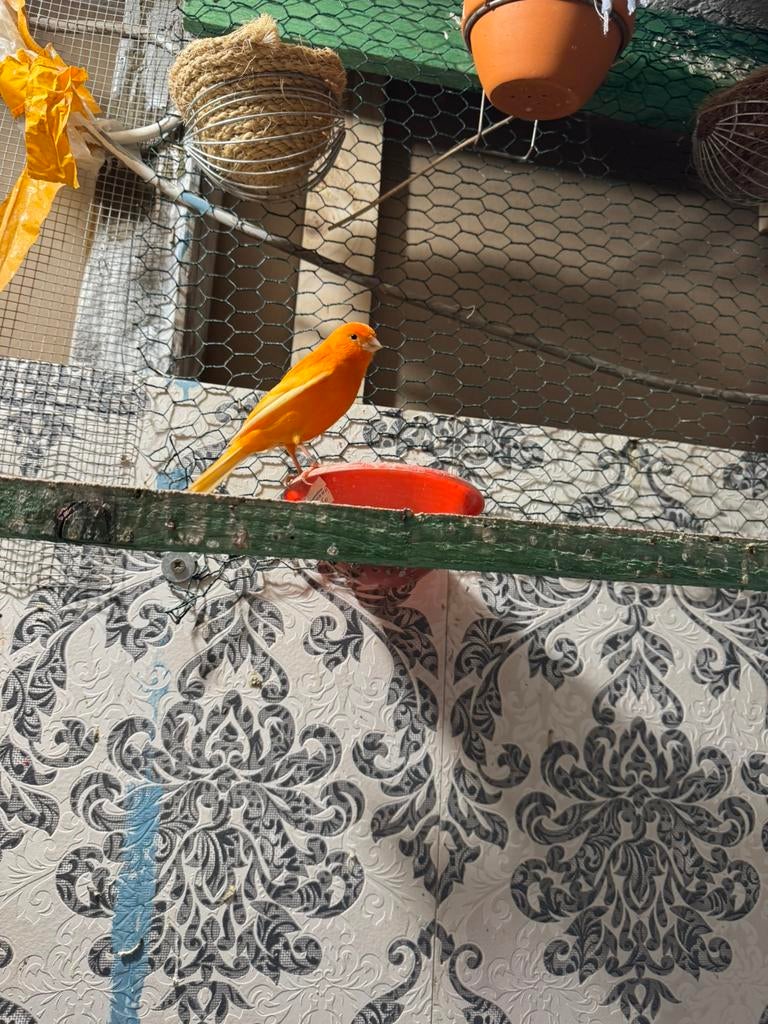Rode kanarie …15€ mannen, Dieren en Toebehoren, Vogels | Kanaries, Mannelijk