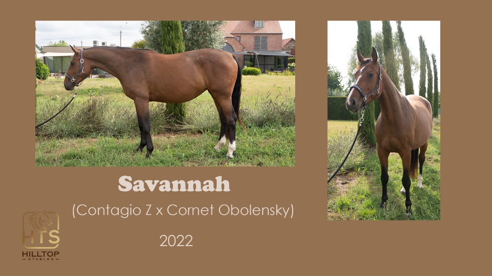 4-year-old Jumping mare, Animaux & Accessoires
