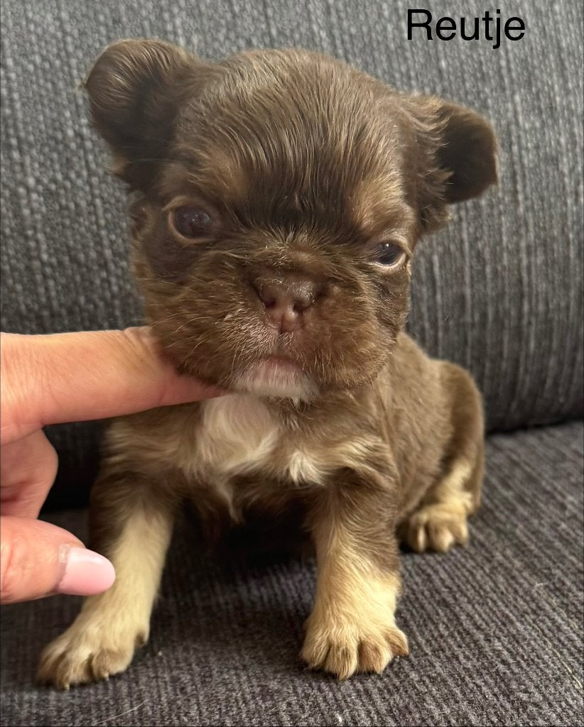 Prachtige Franse bulldog fluffy pups, Dieren en Toebehoren, Honden | Bulldogs, Pinschers en Molossers, België, Fokker | Hobbymatig
