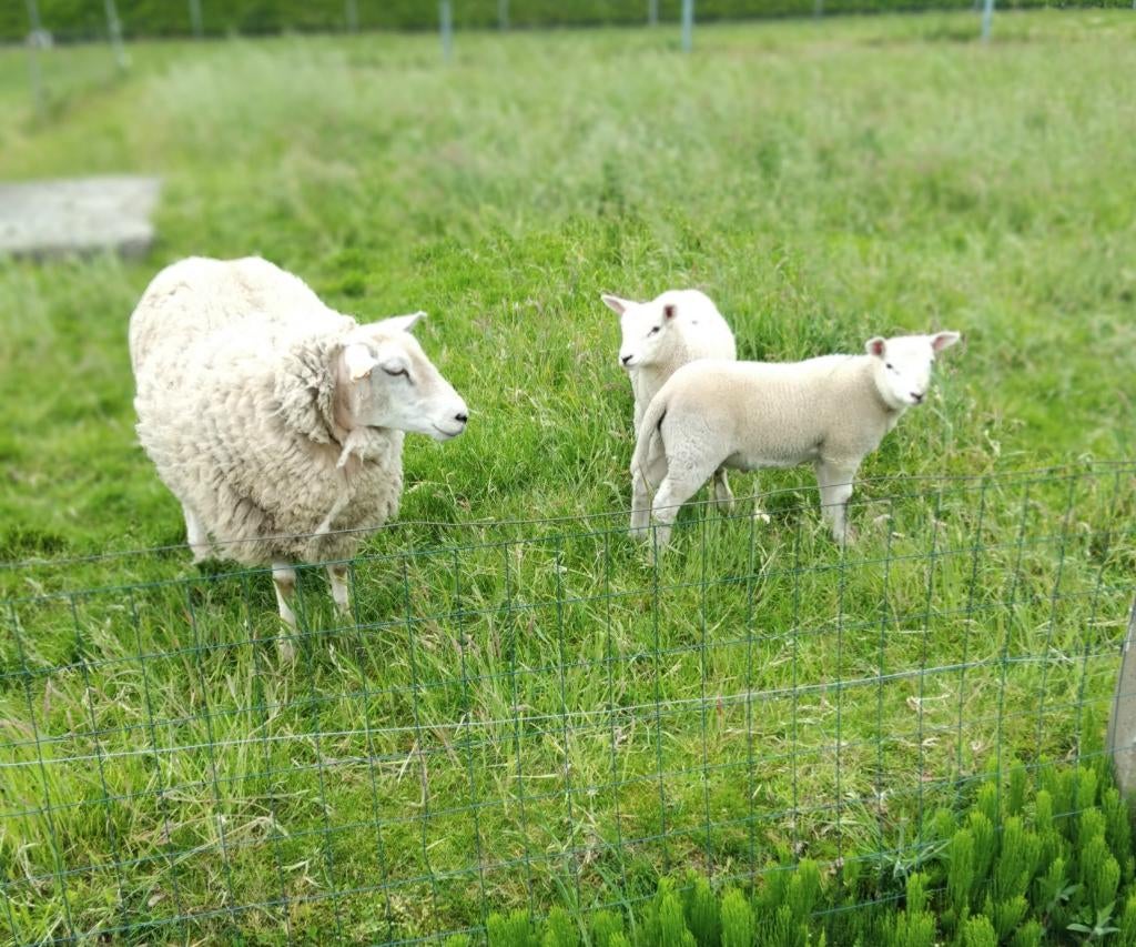 schapen te koop, Animaux & Accessoires, Animaux Autre, Mars, Plusieurs animaux