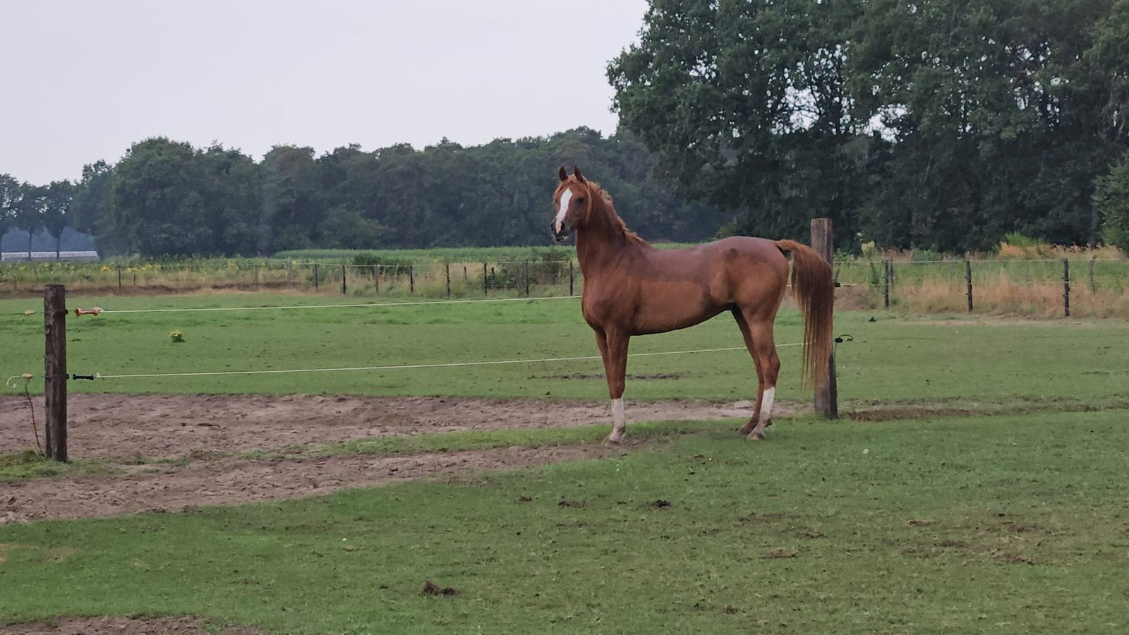 Arabisch Volbloed ruin Milano J, Dieren en Toebehoren, Met stamboom, Ruin, Zadelmak, 7 tot 10 jaar