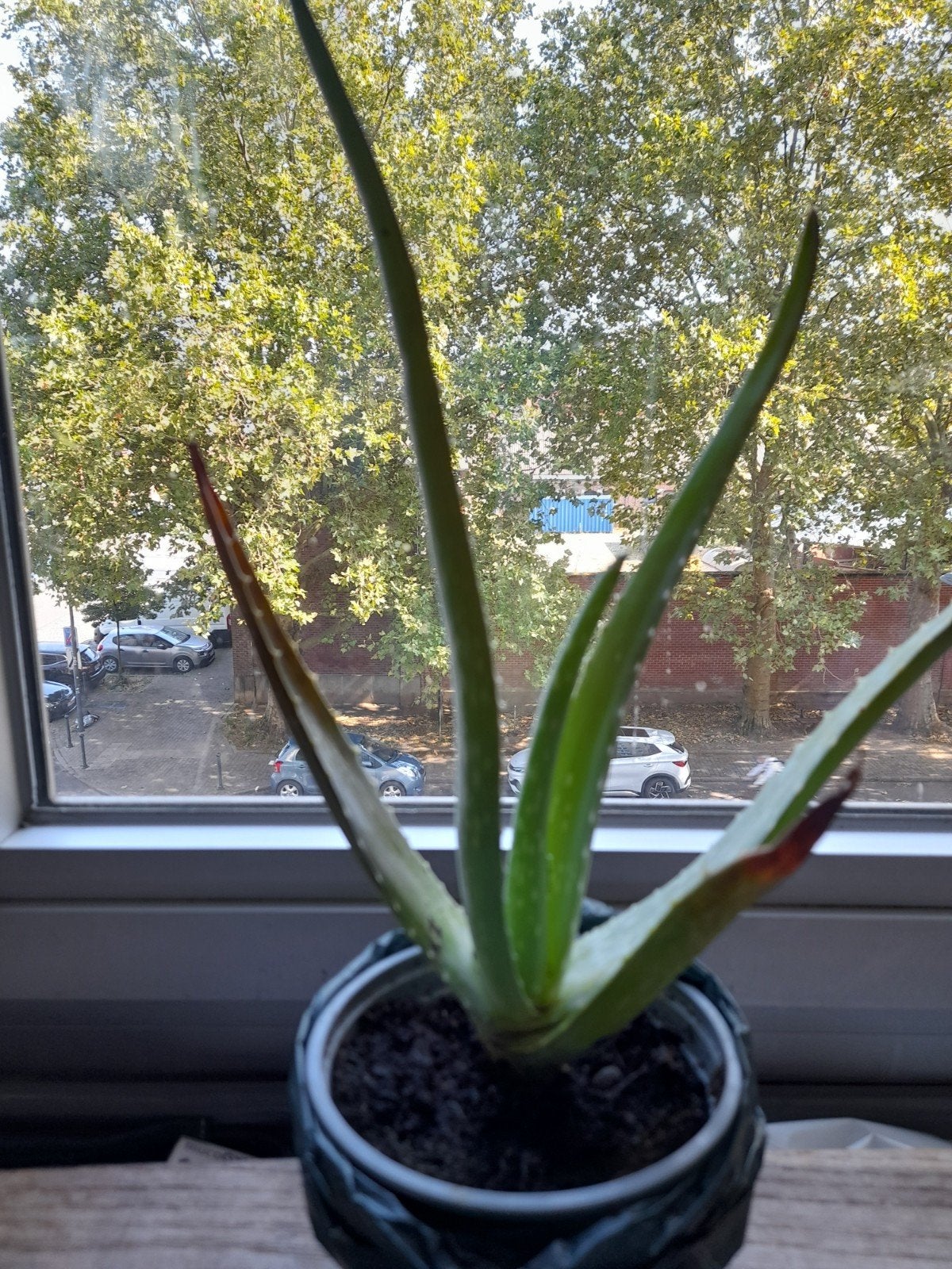 plantes .aloevera  decoration ou santé, Maison & Meubles, Enlèvement