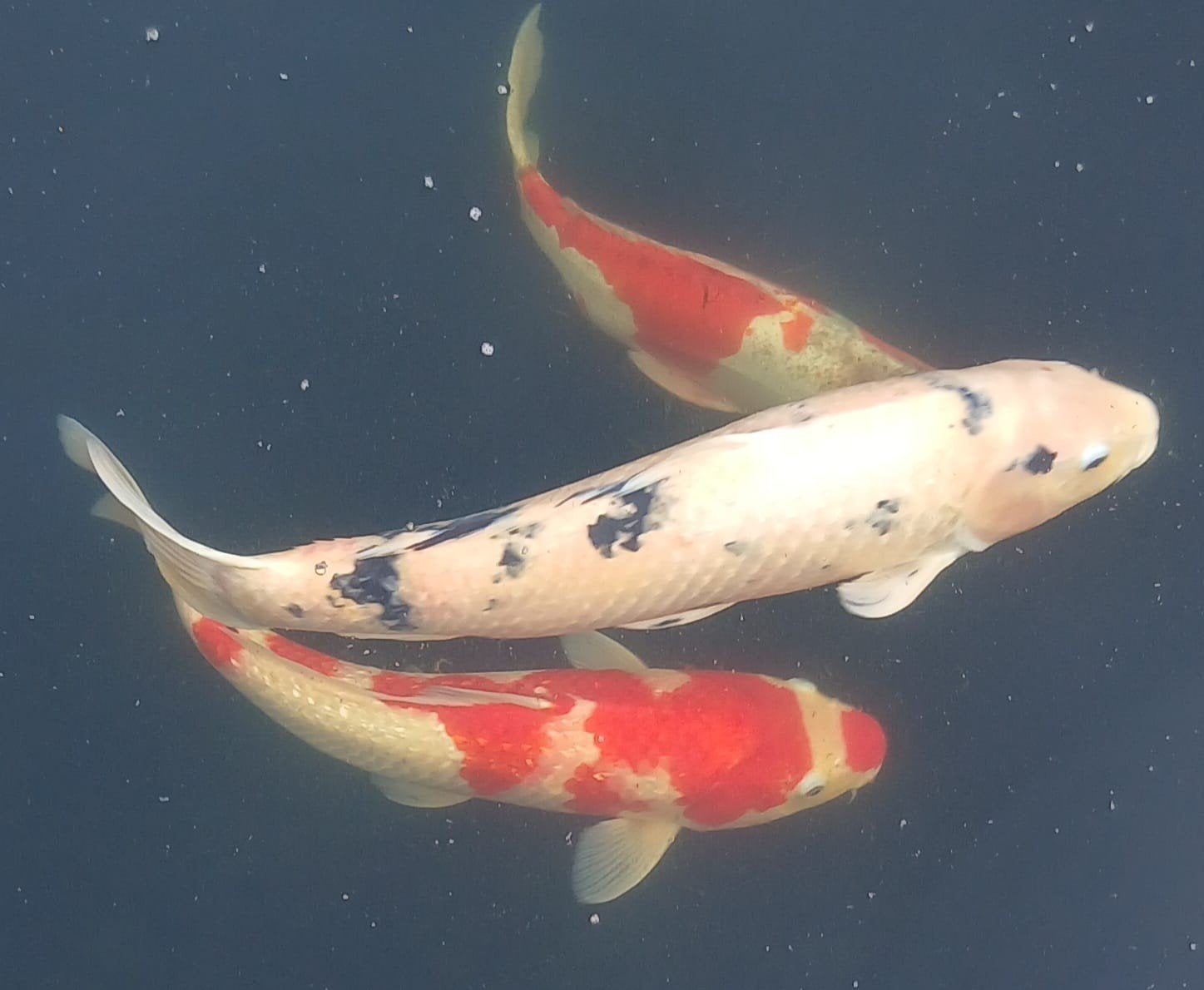 6 koi's te koop, Carpe ou Koï