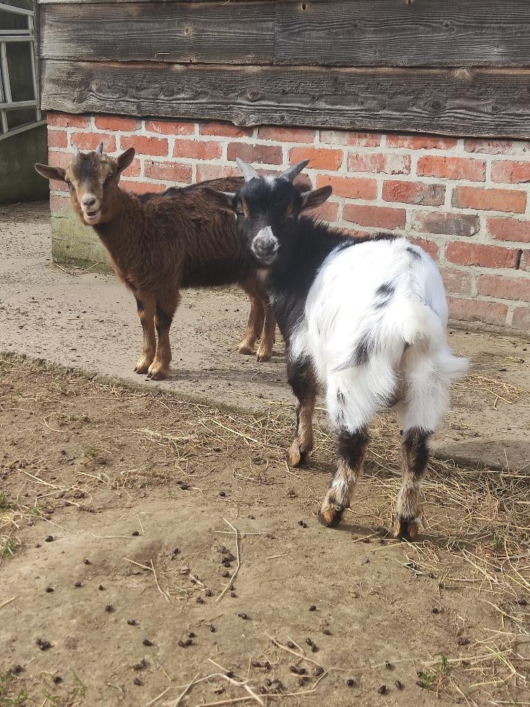 Dwerggeitjes, Plusieurs animaux, Chèvre, 0 à 2 ans