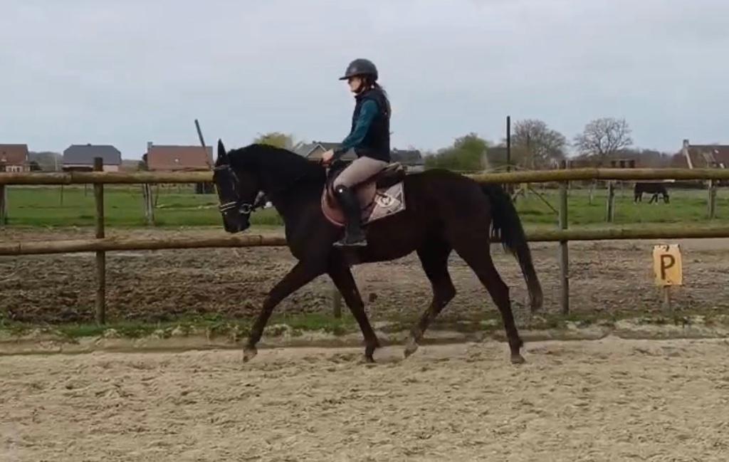4 jarig dressuurpaard, Cheval de dressage, Avec pedigree, 160 à 165 cm, Jument