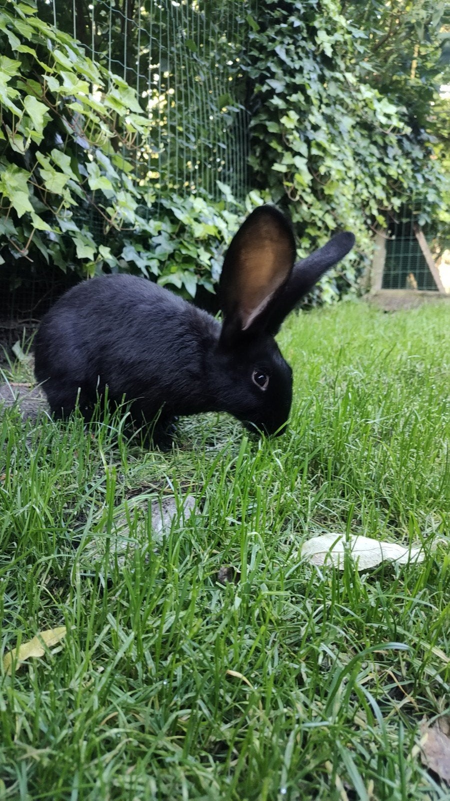 Vlaamse reus, Plusieurs animaux, Grand, 0 à 2 ans