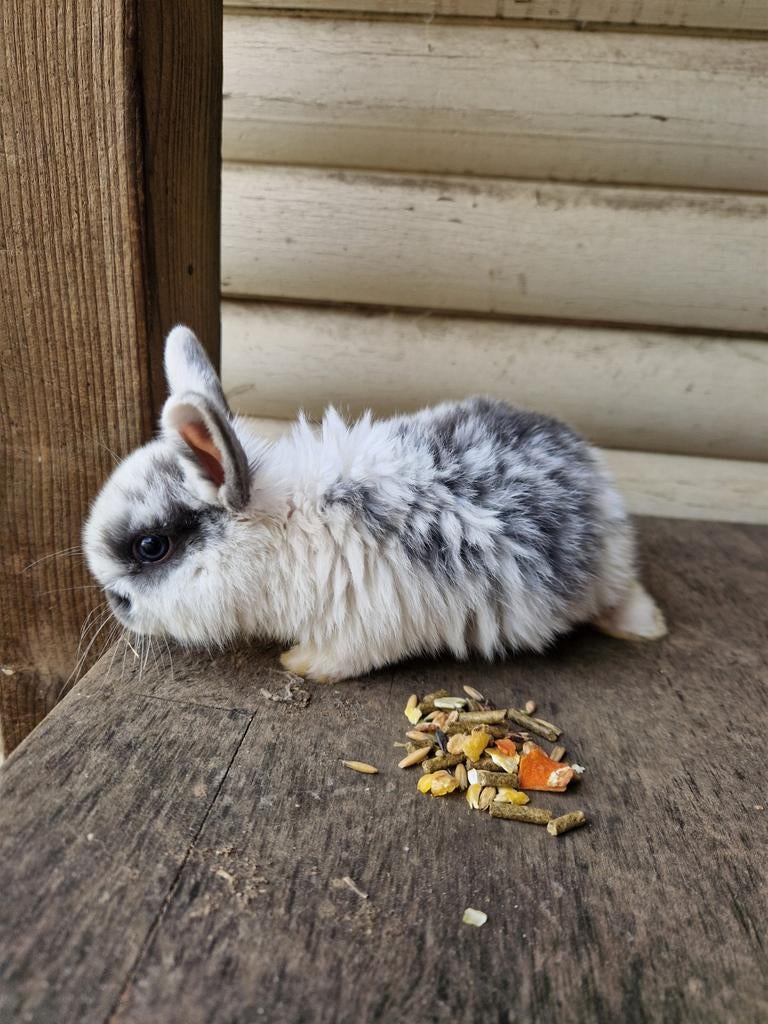 3  raszuivere NDH konijntjes, Dieren en Toebehoren, Konijnen, Meerdere dieren, Dwerg, Hangoor, 0 tot 2 jaar