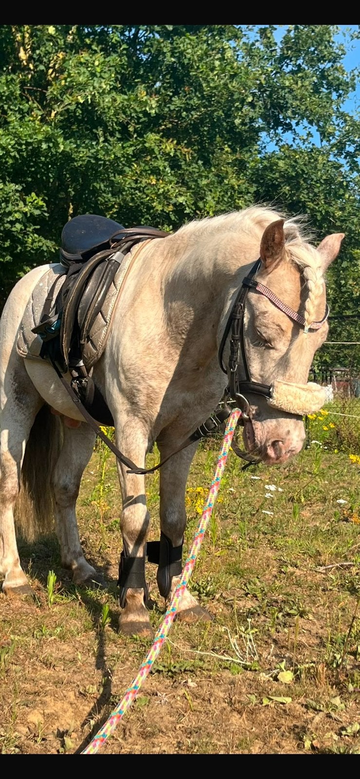 Knappe shetlander te koop !, Dieren en Toebehoren, Paarden, Met stamboom, 7 tot 10 jaar, Recreatiepaard, Zadelmak