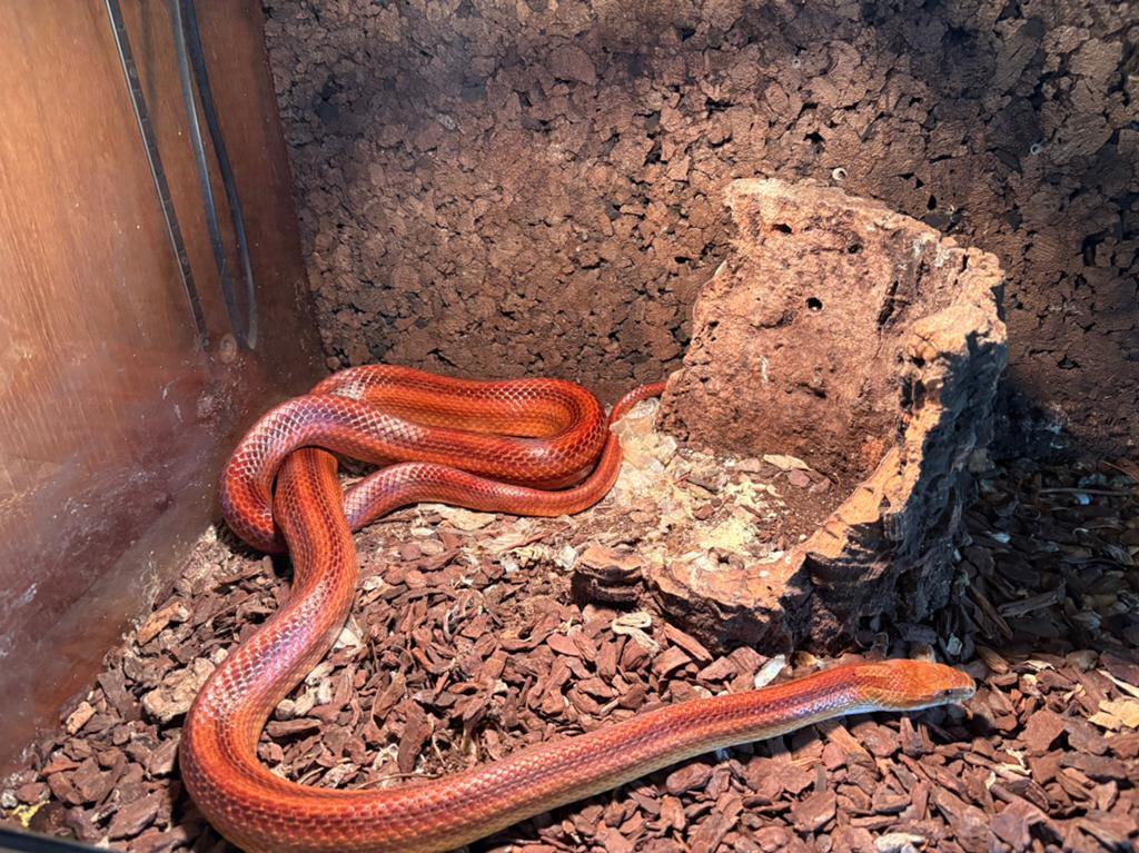 Rode rattenslang mannetje, eventueel ruil met baardagaam, Dieren en Toebehoren, Reptielen en Amfibieën, Slang, Met terrarium, 3 tot 6 jaar