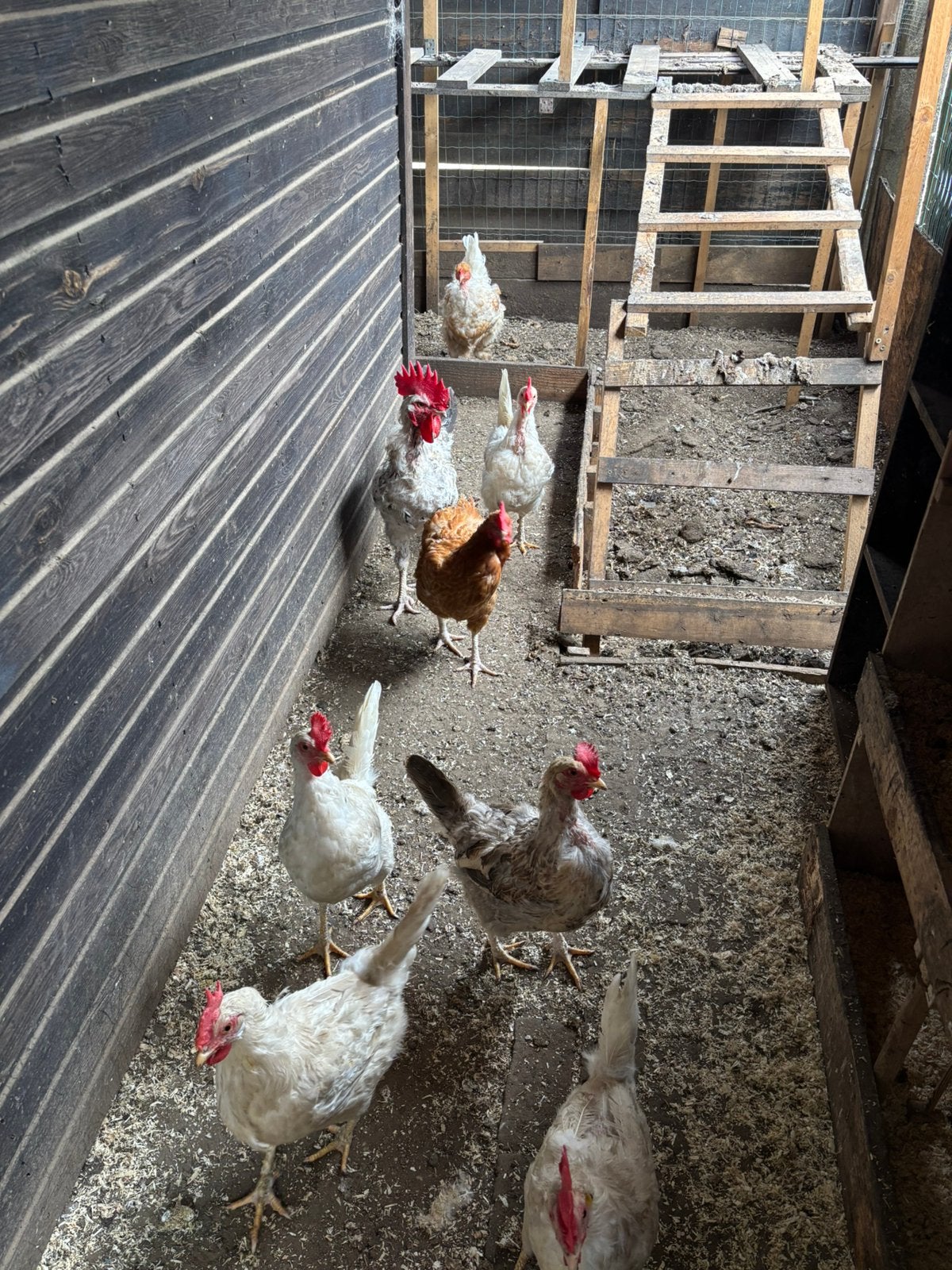 Broedeieren te koop - € 1 Rotselaar, Dieren en Toebehoren, Pluimvee | Toebehoren, Ophalen