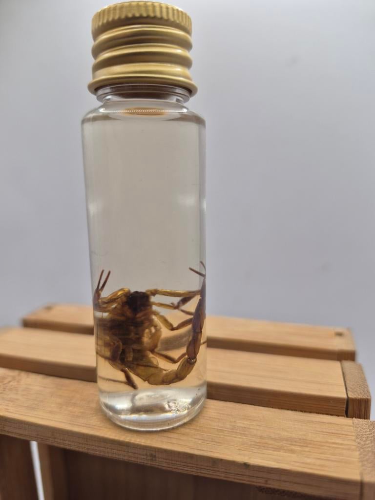 Fiole cabinet de curiosité scorpion, Collections, Enlèvement ou Envoi