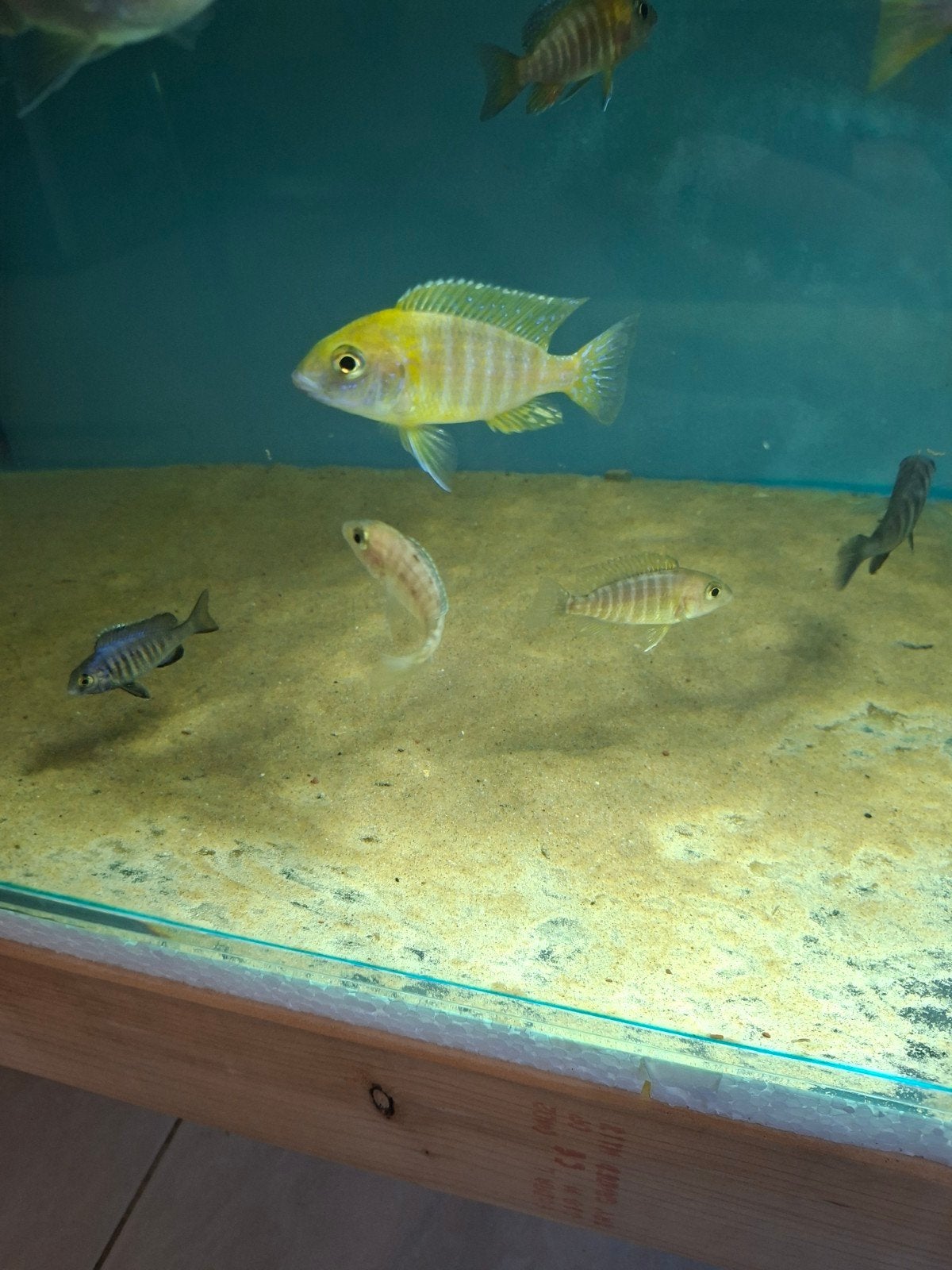 Cichlides malawi couple trio aulonocara beanchi