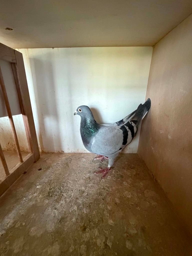 Duiven, Dieren en Toebehoren, Vogels | Duiven, Meerdere dieren, Postduif