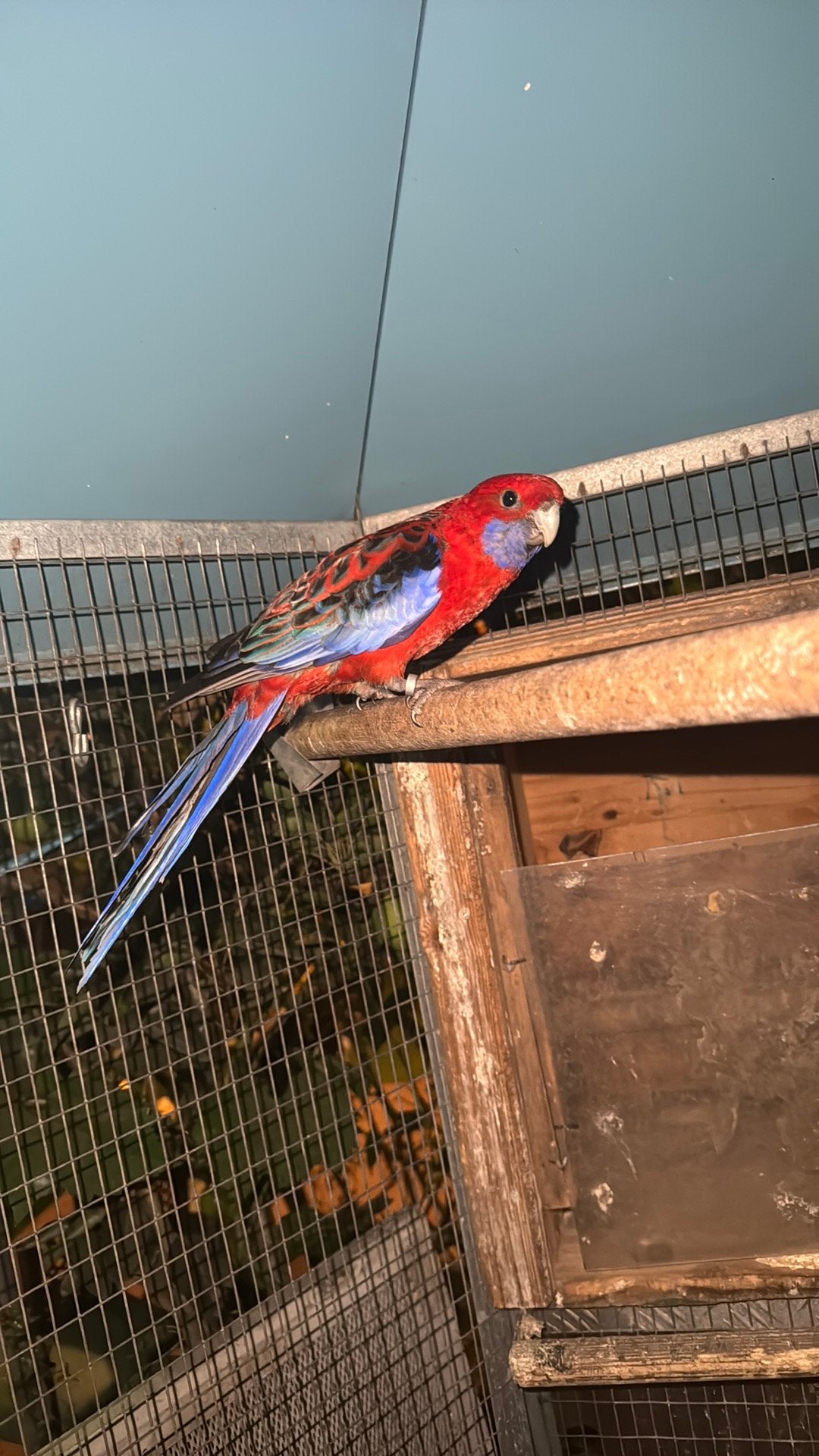 Rosella te koop, Dieren en Toebehoren