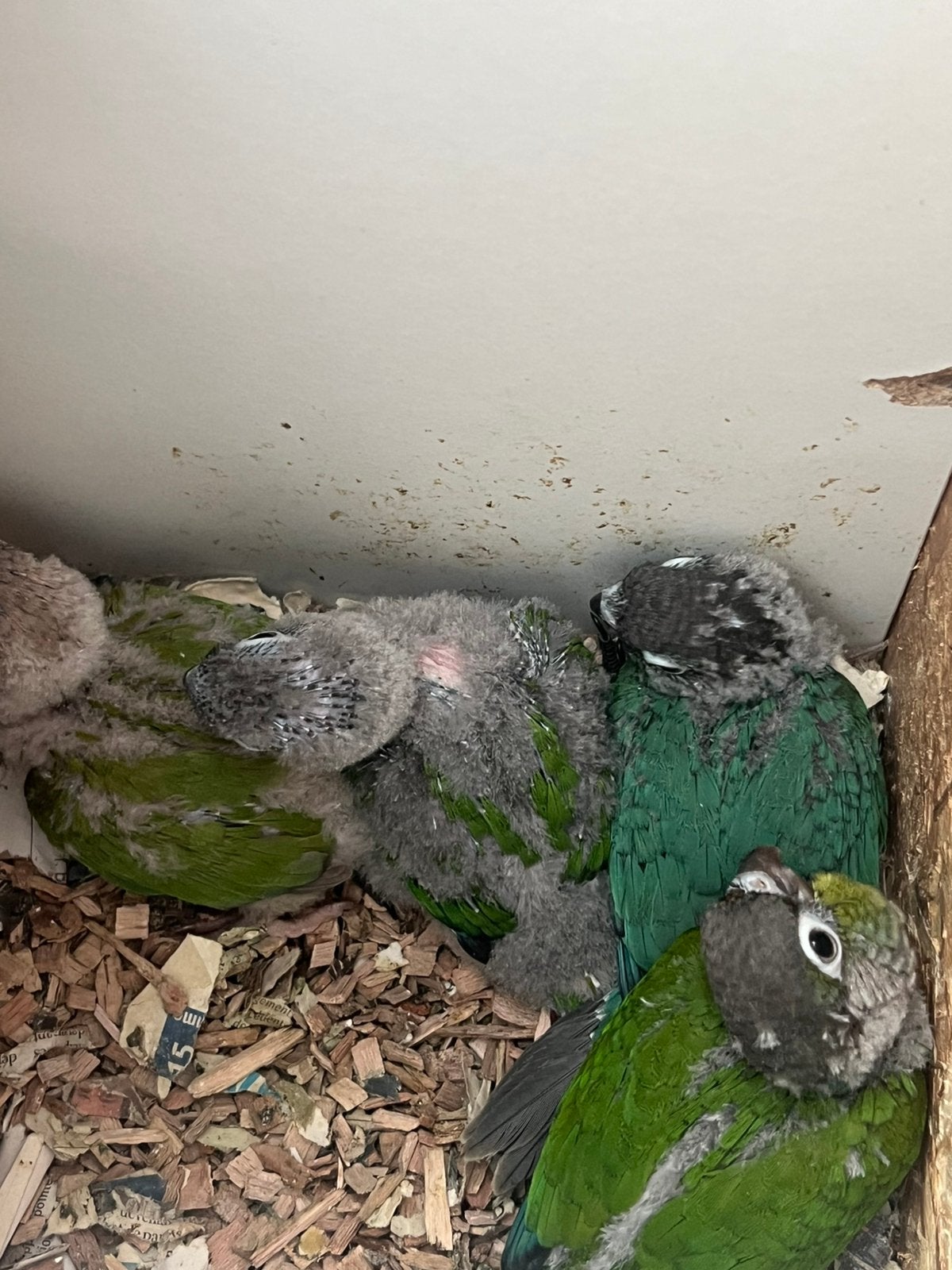 Conure de molinae, Animaux & Accessoires