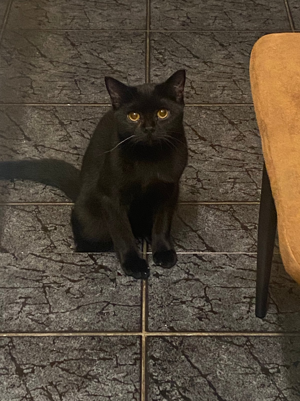 Britse kortharige kater, Dieren en Toebehoren, Kater, Ontwormd, 0 tot 2 jaar