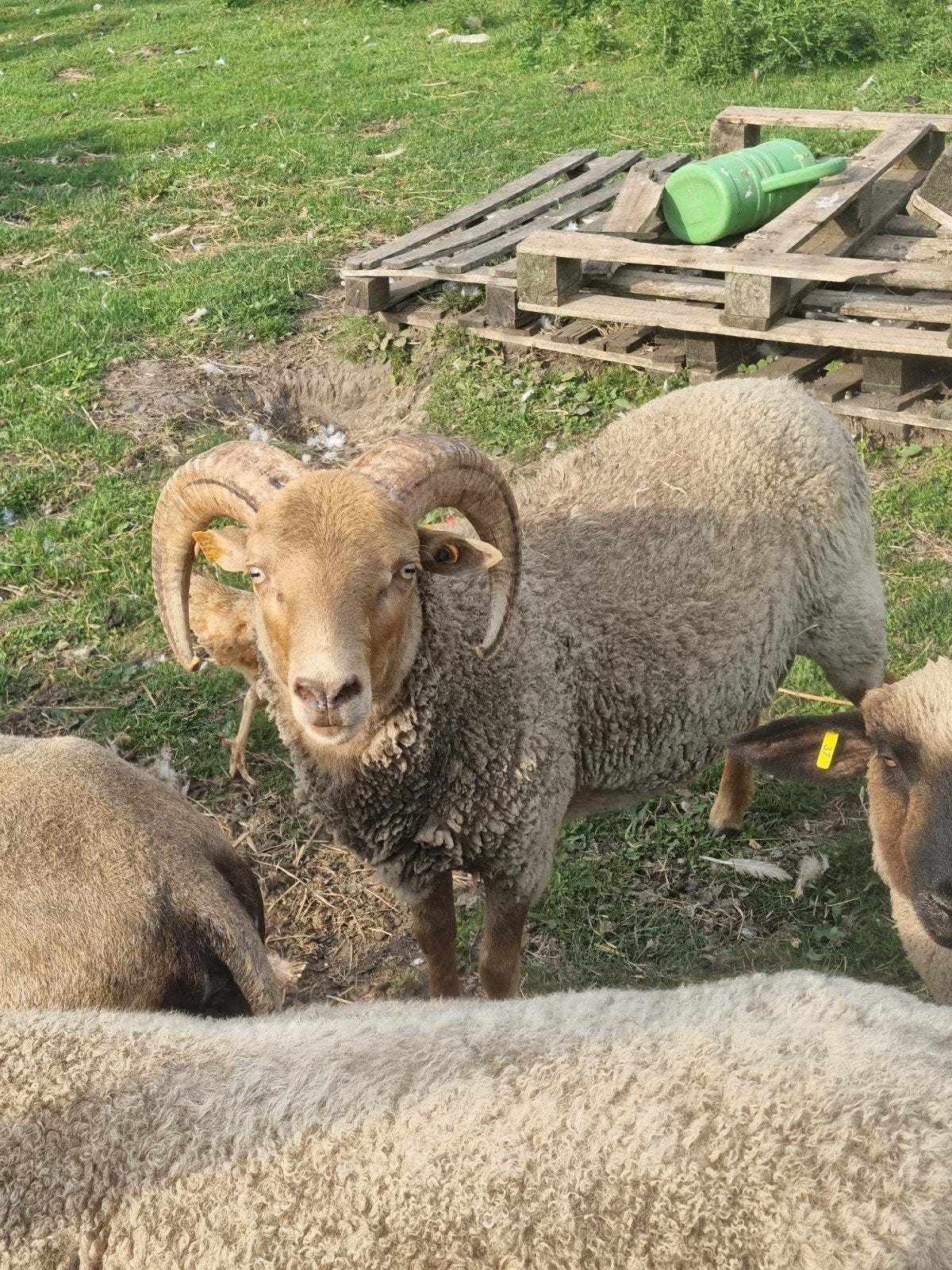 Ram, schapen, schaap, dekram, Dieren en Toebehoren, Schapen, Geiten en Varkens, Schaap