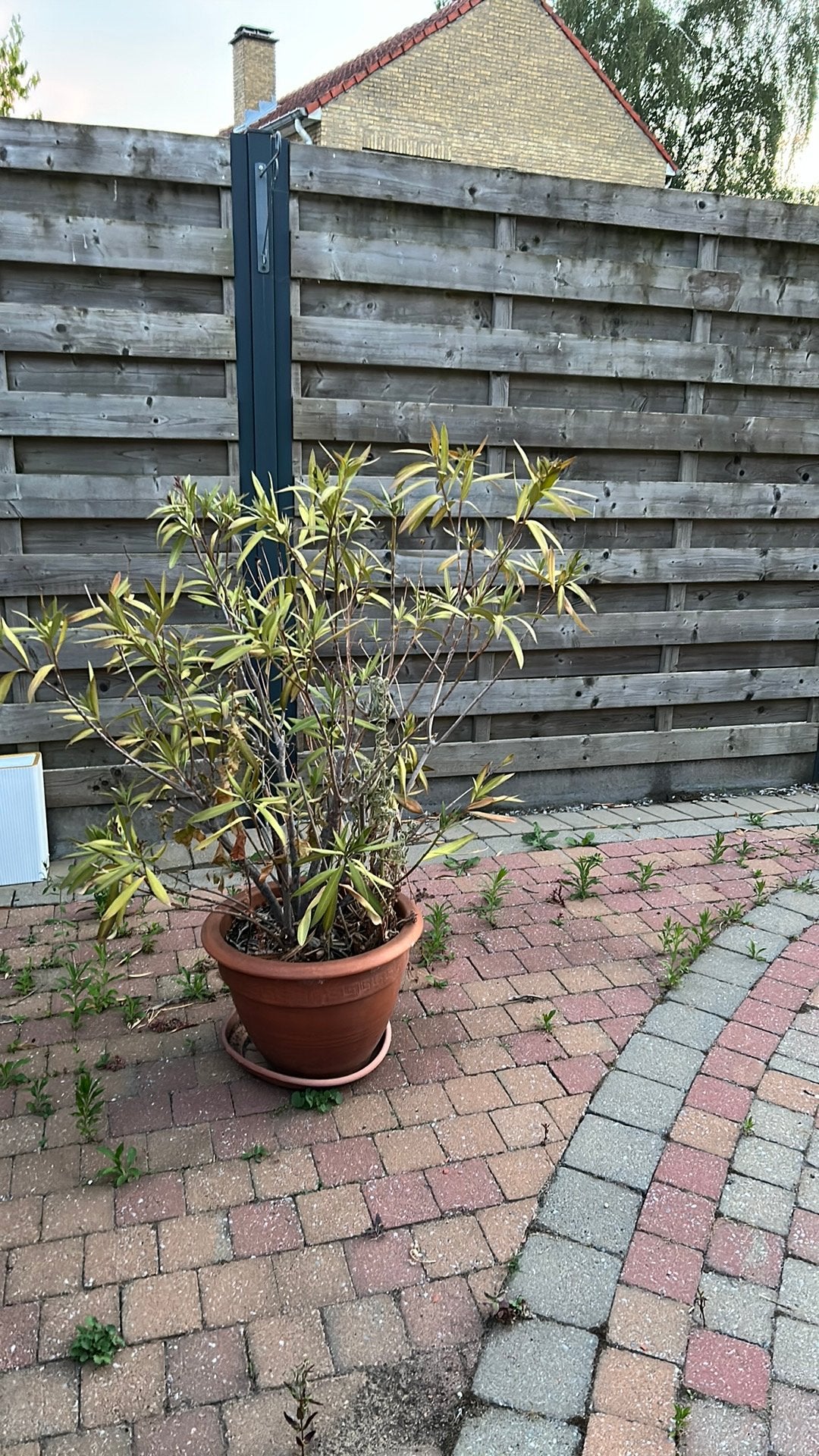 Plant, Tuin en Terras, Ophalen