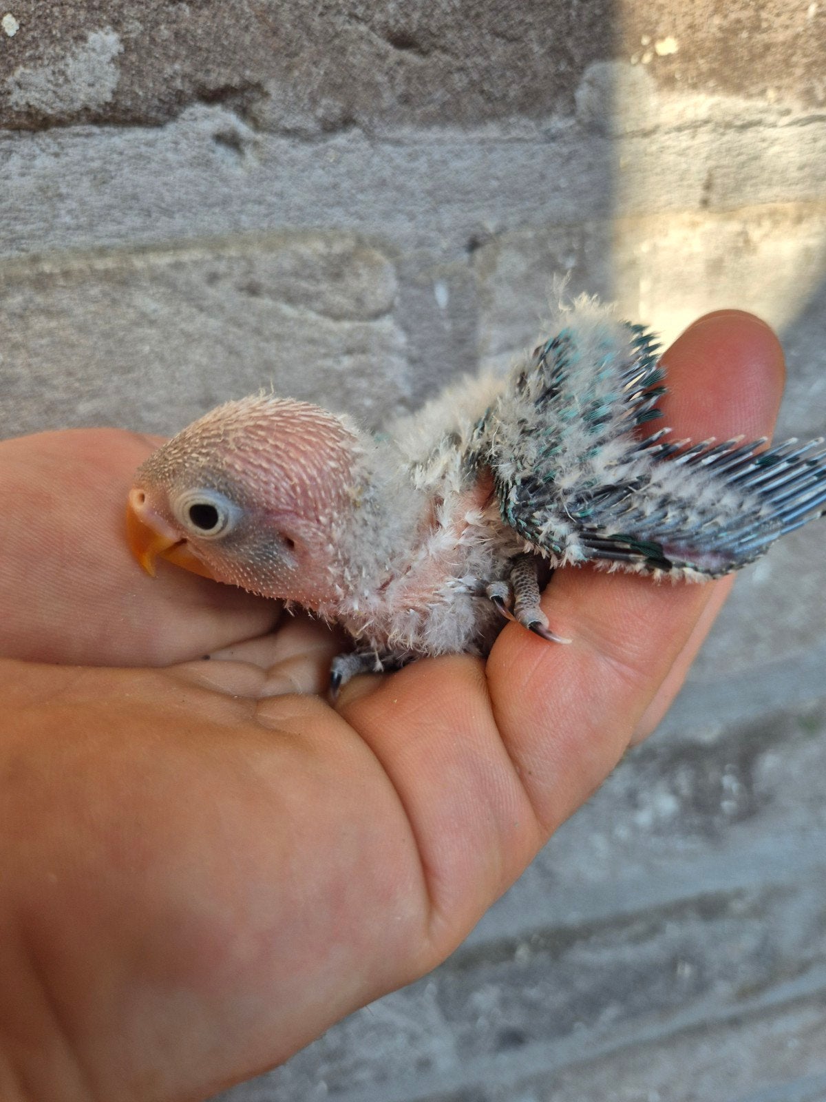 Fischeri dwergpapegaaien voor handopfok, Sexe inconnu, Perroquet nain ou Inséparable, Domestique
