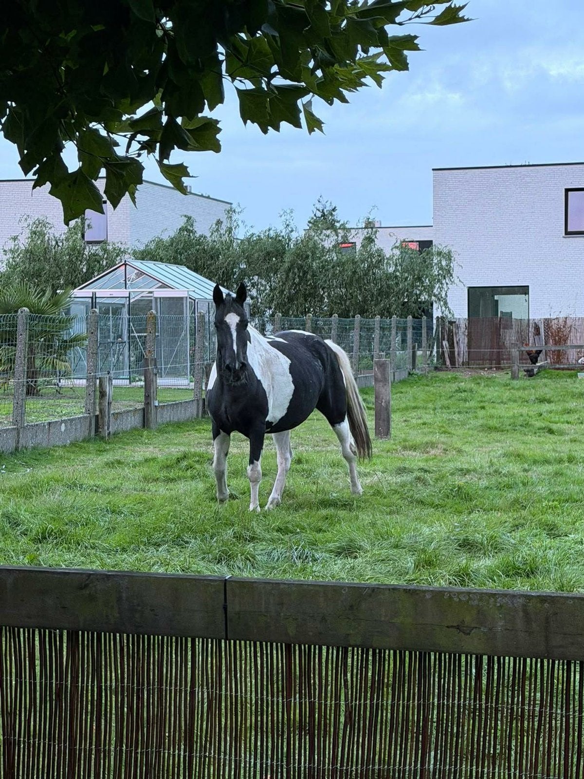 Pinto merrie (equipas), Dieren en Toebehoren, Zadelmak, 7 tot 10 jaar, Recreatiepony, Merrie