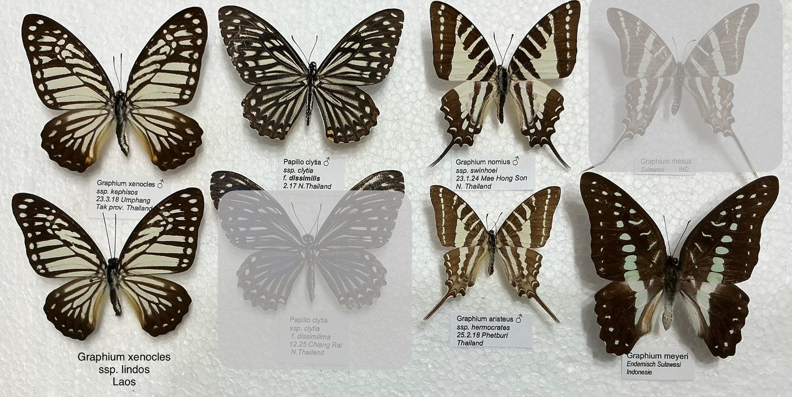 Vlinders, ‘Papilionidae, 5€ / exemplaar, Ophalen of Verzenden