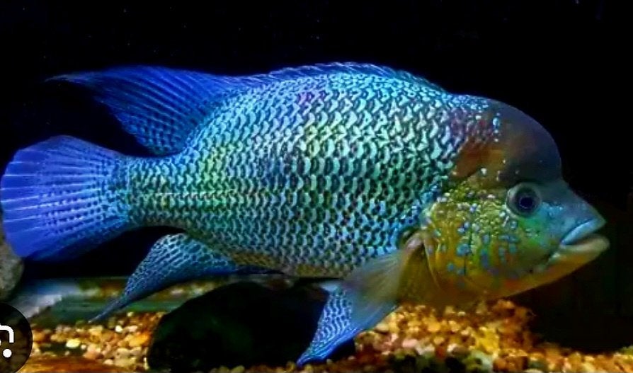 Kronoheros Umbriferus Magdalena, Dieren en Toebehoren, Vis, Zoetwatervis