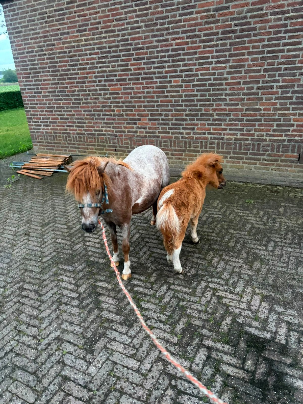 3 zeer tamme shetlanders, Dieren en Toebehoren, Hengst