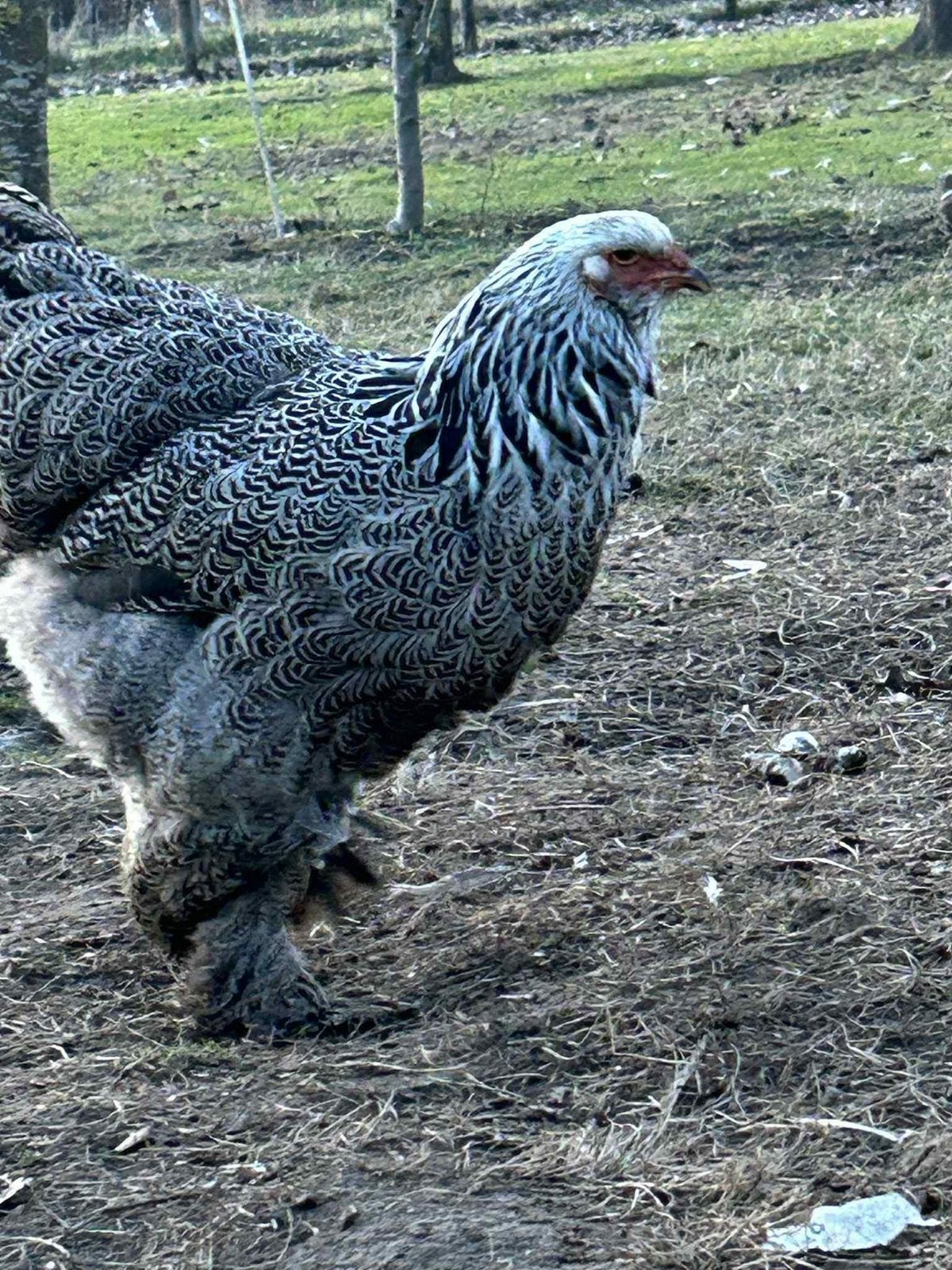 Brahma hennen, Dieren en Toebehoren, Pluimvee