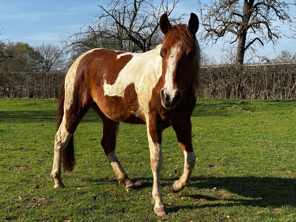 Paint Horse Tobiano Sorrel ruin 3 jaar met stamboom APHA, Dieren en Toebehoren, Gechipt, Minder dan 160 cm, Ruin, 3 tot 6 jaar