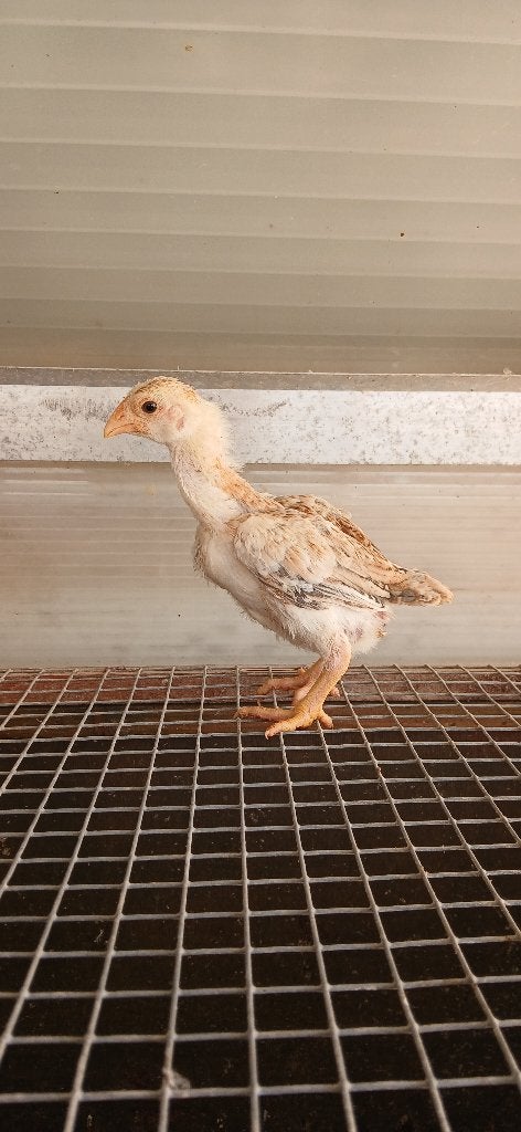 Kuikens, Dieren en Toebehoren