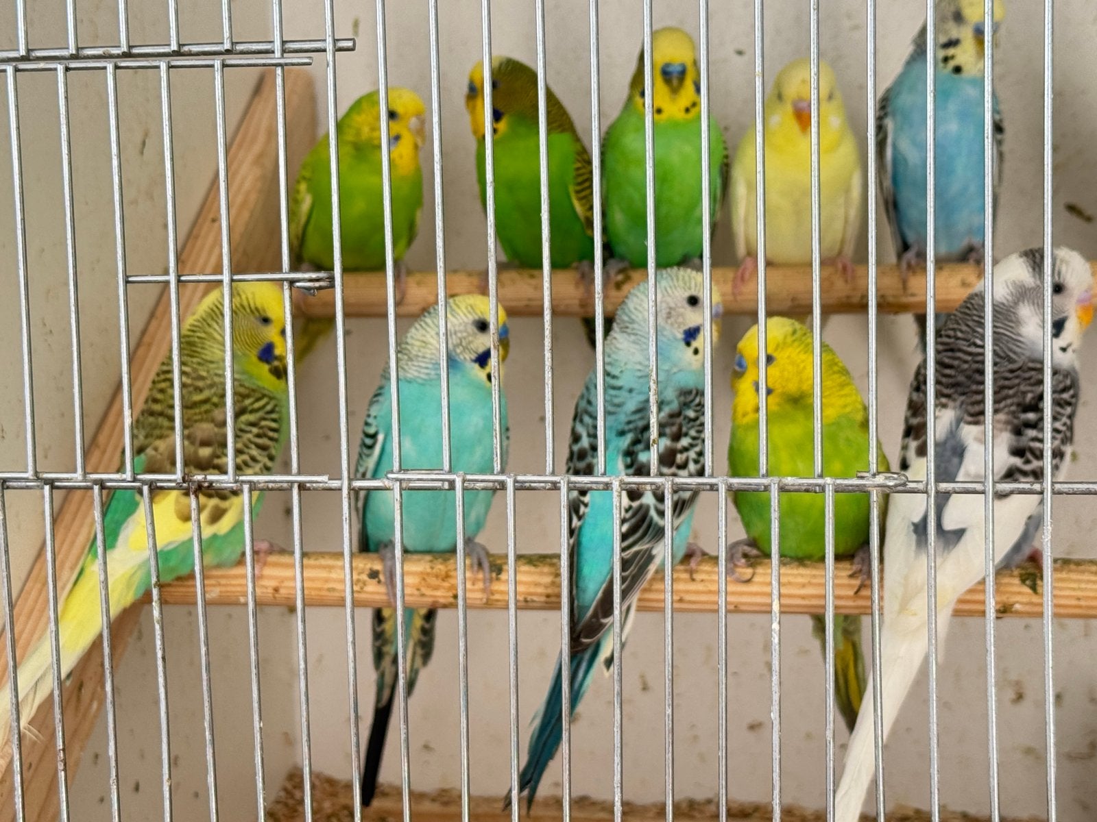 Parkiet te koop /15 € per Prijs koppel 25€, Dieren en Toebehoren, Parkiet