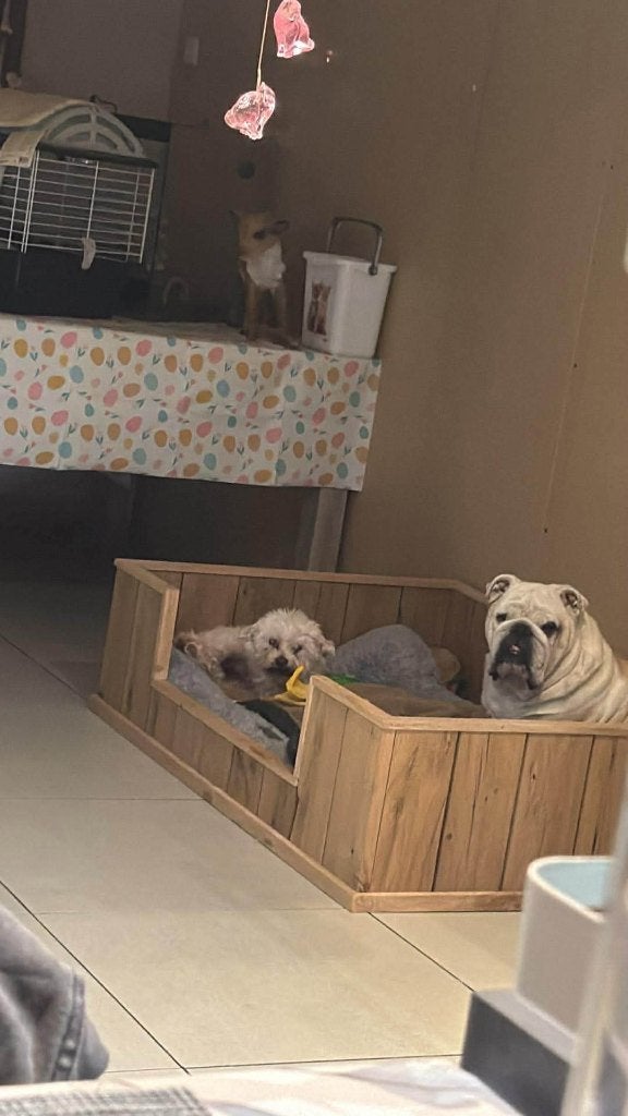 Houten hondenmand, Dieren en Toebehoren, Ophalen
