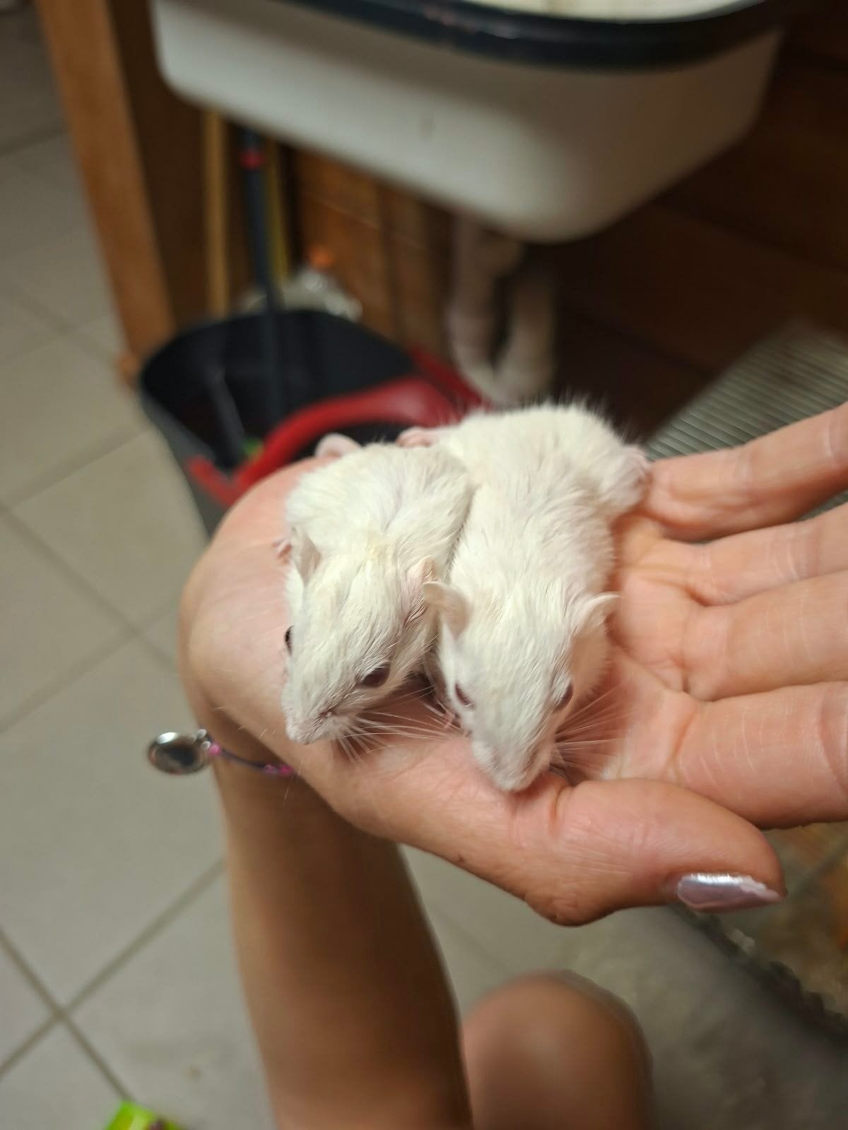 gerbils, Animaux & Accessoires, Domestique, Autres types, Juillet, Femelle