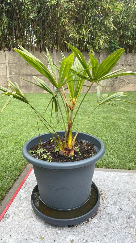 Palmboom, Ophalen, Palmboom