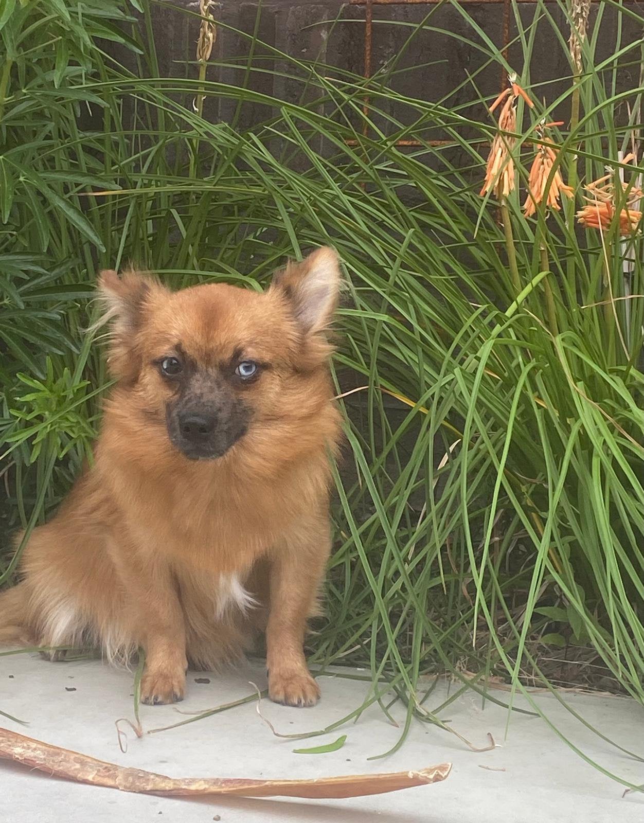Pomchi male, 15 semaines à 1 an, Chien (mâle), Maladie de Carré (chiens), Autres races