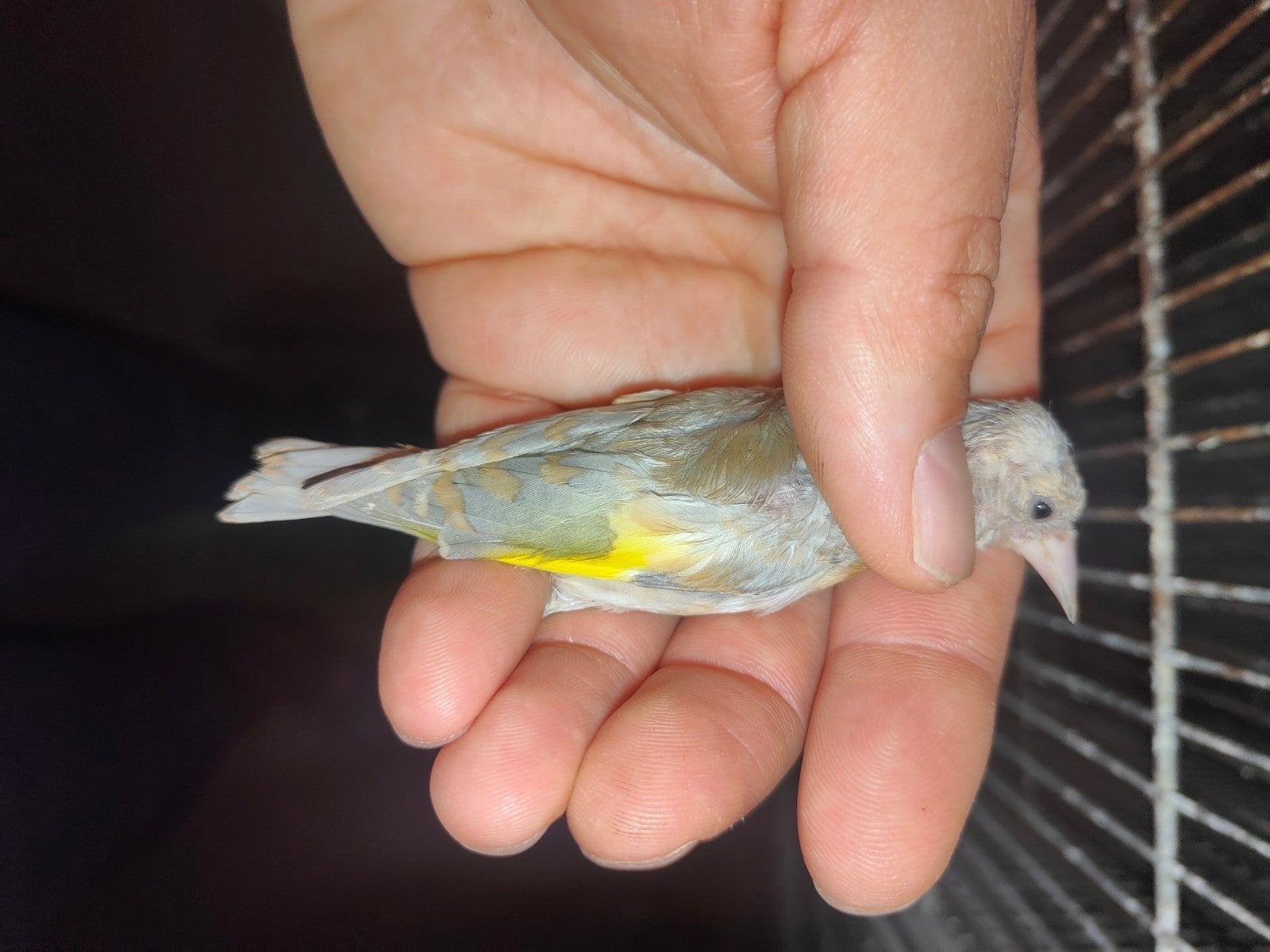 chardonneret parva Damas 2026, Animaux & Accessoires, Sexe inconnu, Oiseau chanteur sauvage, Domestique