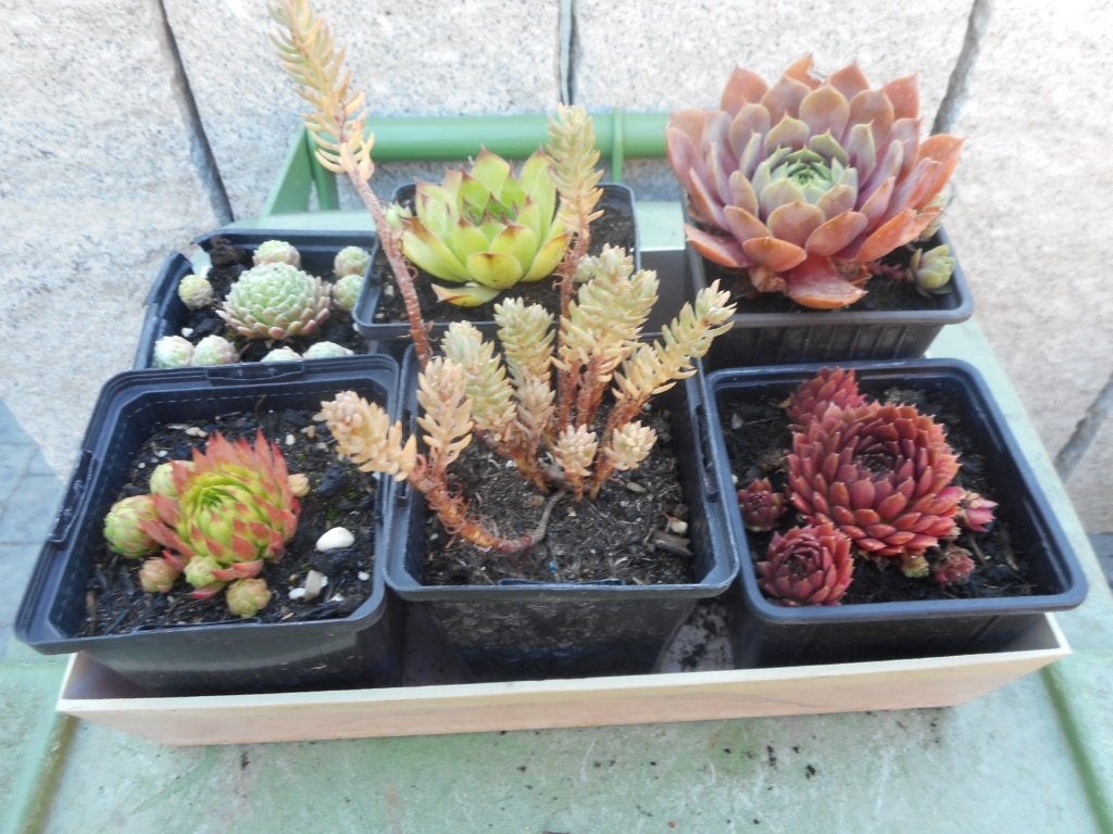 Planten, Tuin en Terras, Planten | Tuinplanten, Overige soorten, Volle zon, Vaste plant, Ophalen of Verzenden
