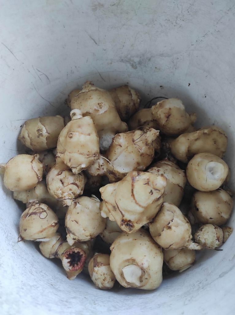 aardperen, Ophalen