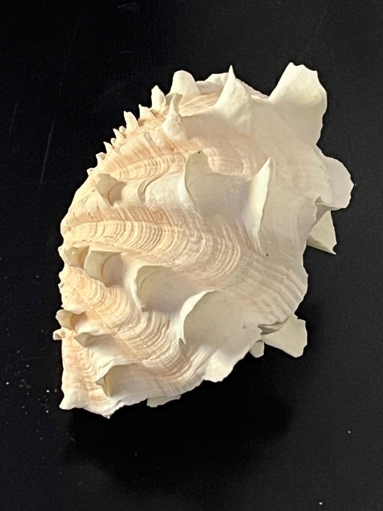 2-kleppige Tridacna Squamosa doopvontschelp 12 cm, Verzamelen, Dierenverzamelingen, Ophalen of Verzenden, Gebruikt, Overige soorten