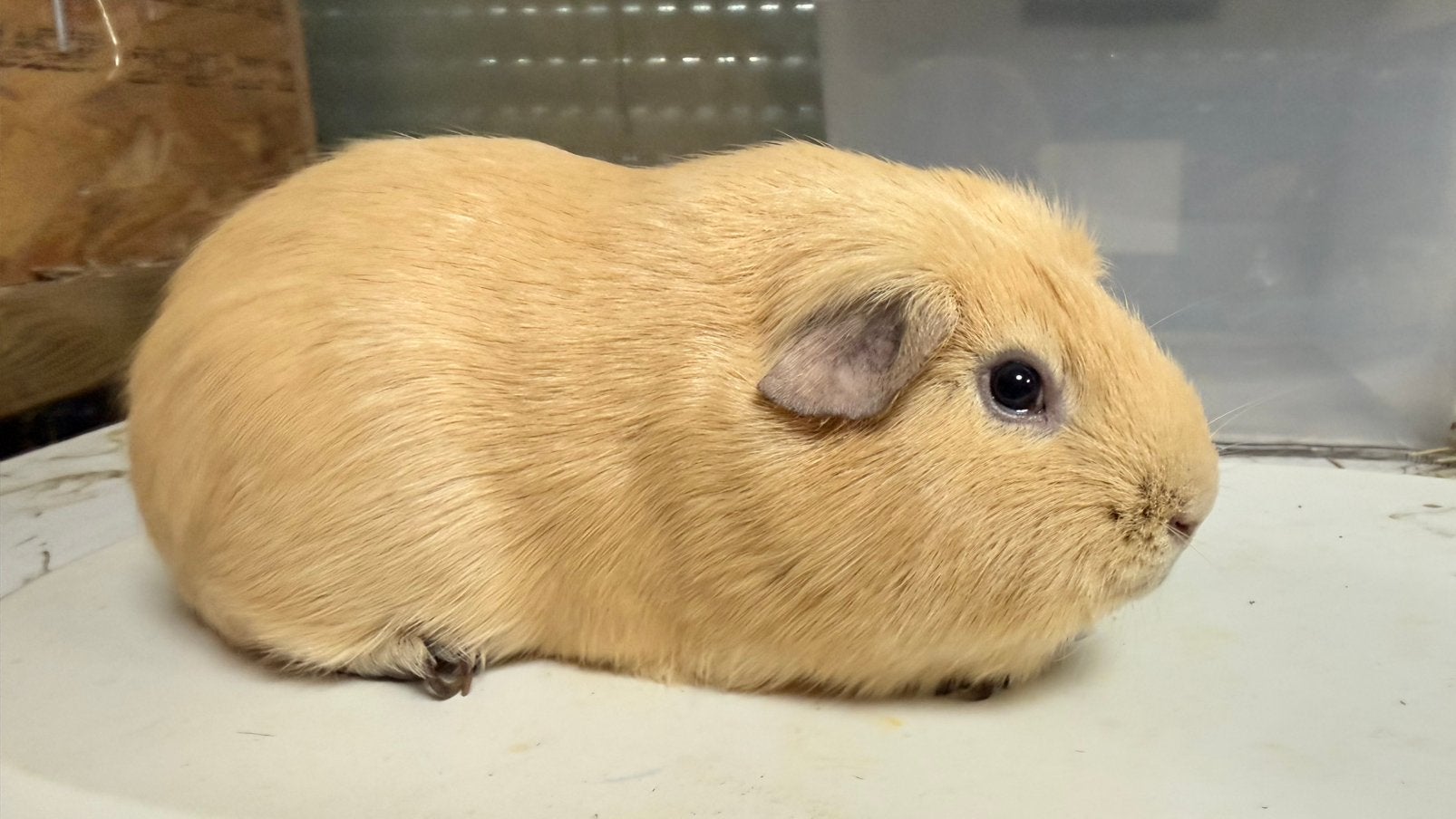 Cavia, cobaye Mâle poil lisse crème, Animaux & Accessoires, Enlèvement, Cobaye