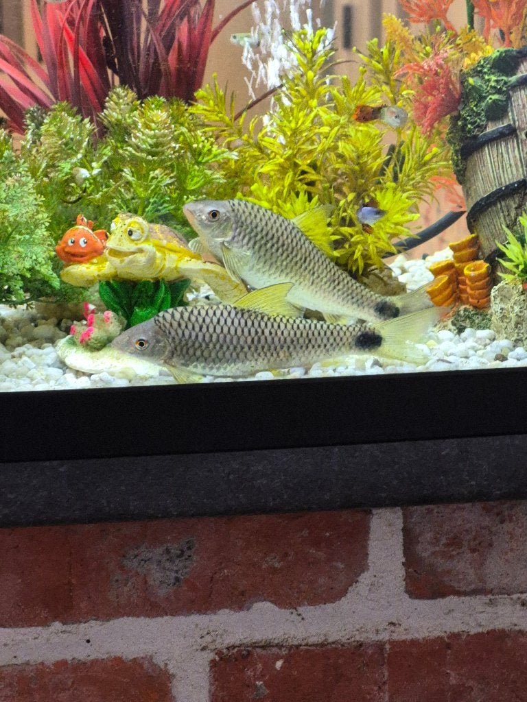 Vissen, Dieren en Toebehoren, Vis, Zoetwatervis