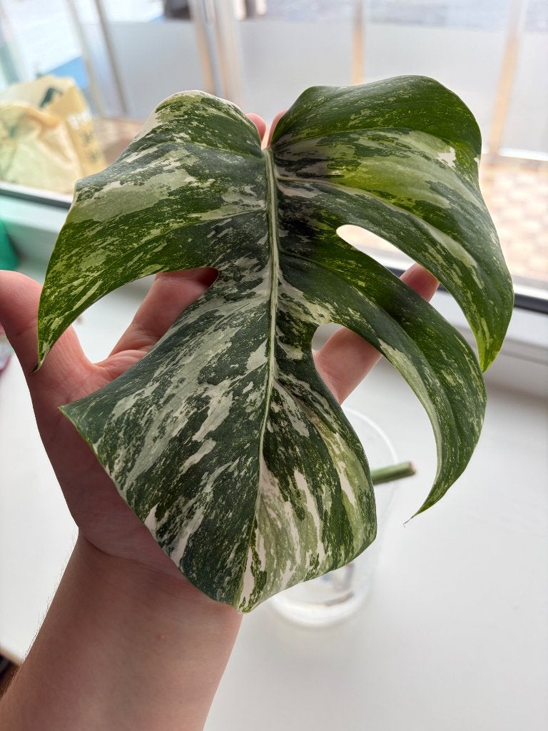 Stek Monstera Variegata, Autres espèces, Moins de 100 cm, Enlèvement, Plante verte