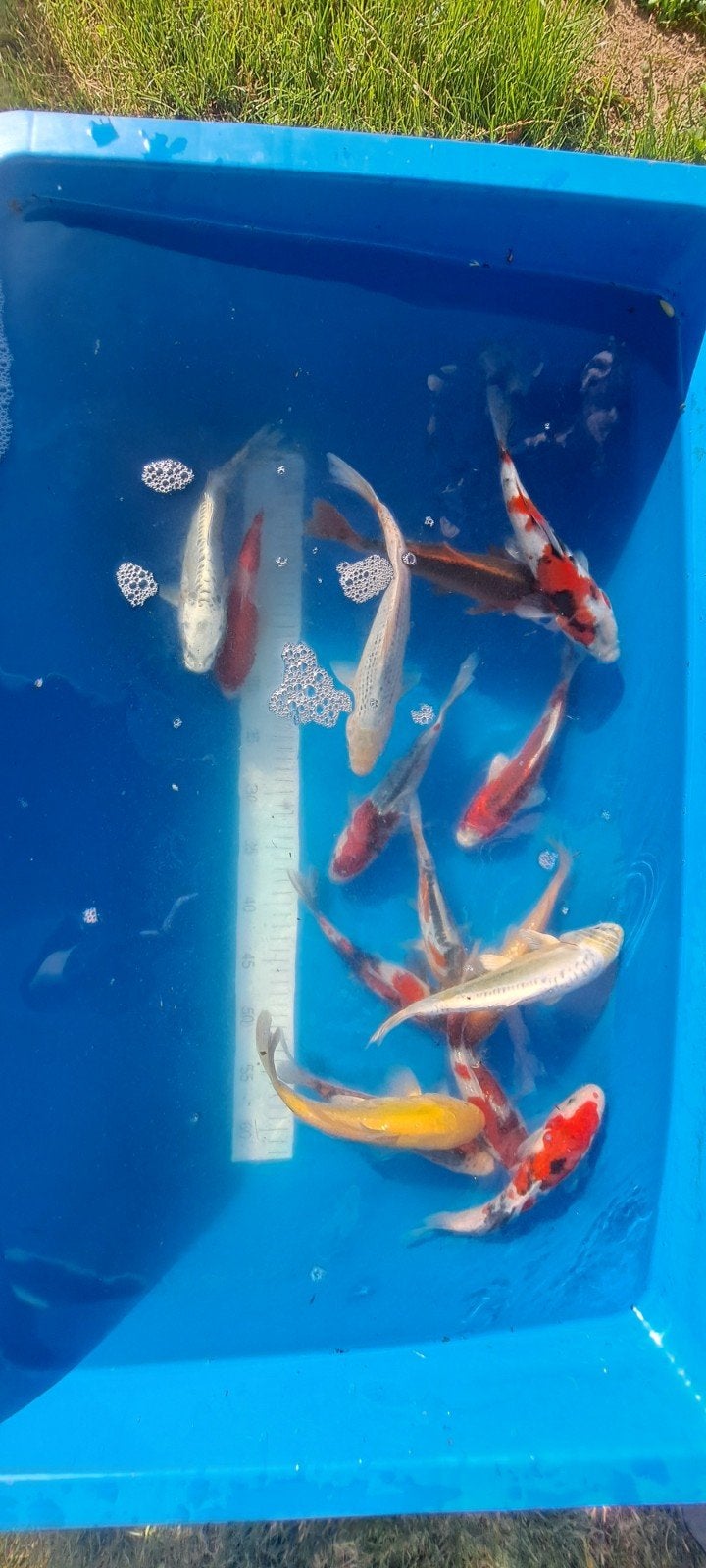 Différents carpes koï disponibles, Jardin & Terrasse, Étangs, Enlèvement