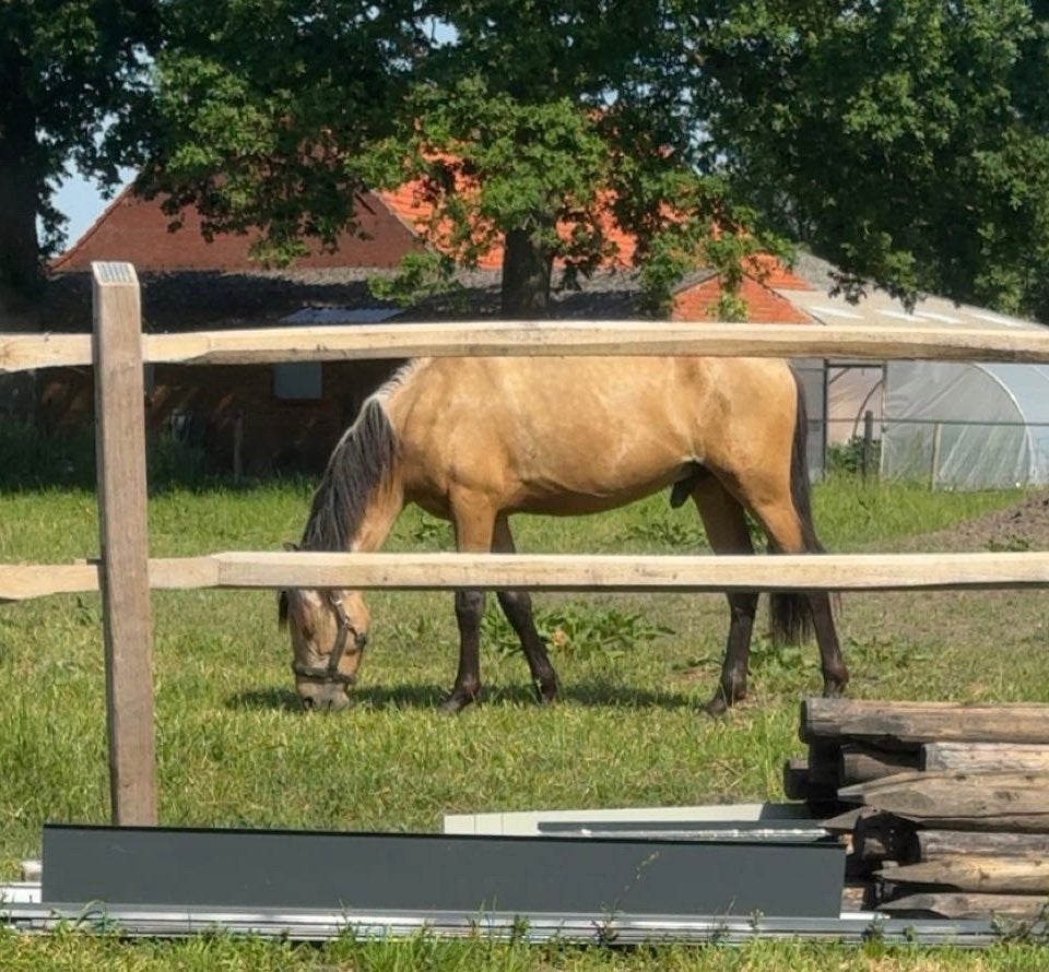 Knappe  2-jarige PRE, Dieren en Toebehoren, Paarden, Met stamboom, Dressuurpaard, 0 tot 2 jaar, Hengst