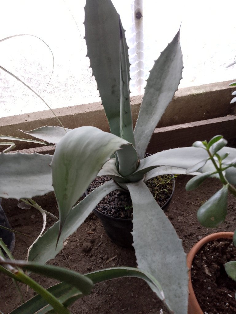 Agave Franzosinii, Ophalen