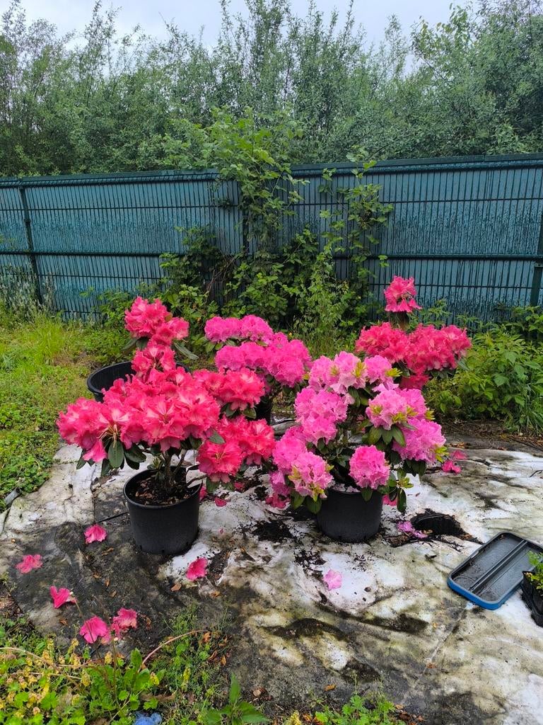 Rhododendron 2 rode +2 roze allemaal in pot hoogte 80-100cm, Tuin en Terras, Planten | Struiken en Hagen, Ophalen