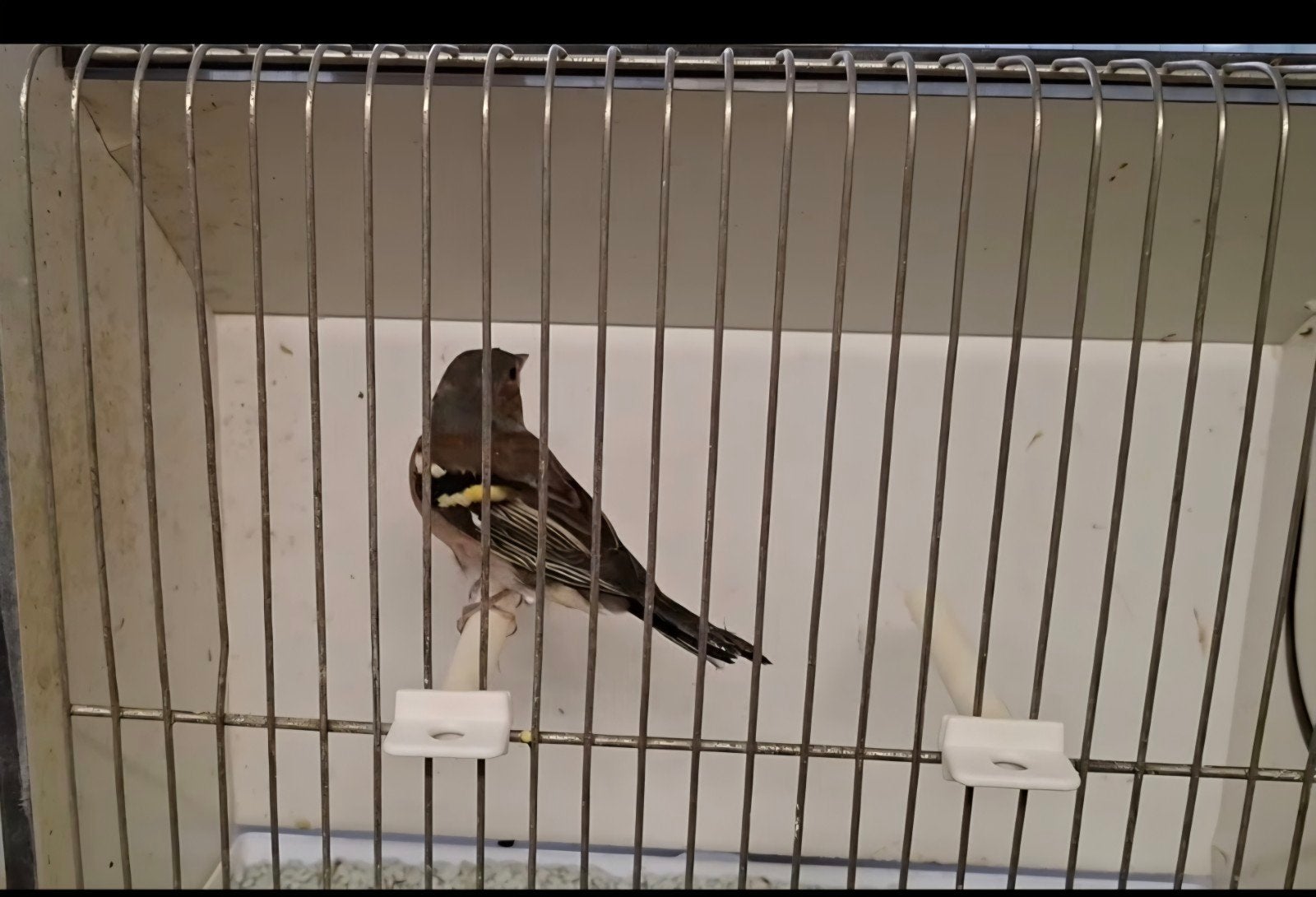 man van een vink, Dieren en Toebehoren, Mannelijk, Wildzangvogel, Geringd